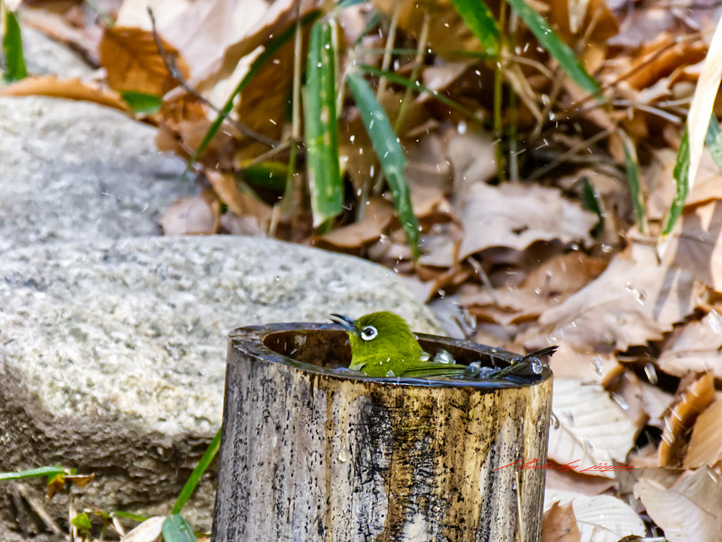 寒さも我慢我慢