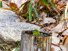 寒さも我慢我慢