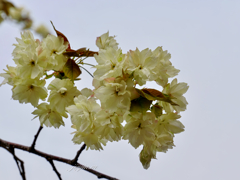 黄桜（きざくら）