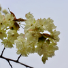 黄桜（きざくら）