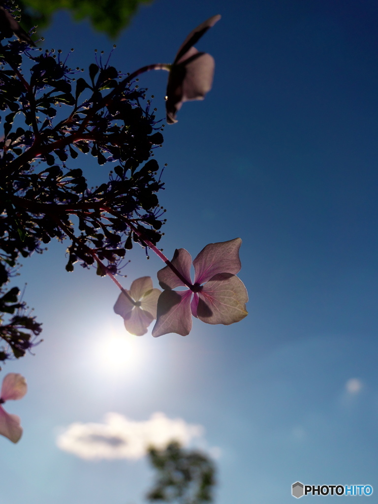 紫陽花