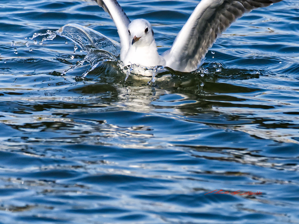 ユリカモメの着水-1