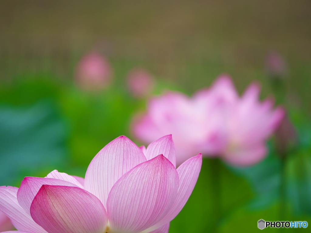 ハスの花