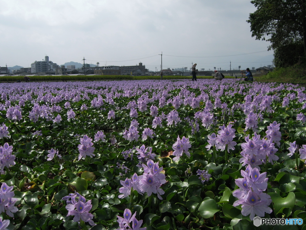 ホテイアオイ咲くころ-5