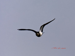 こちらに向かってきた