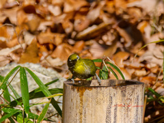 メジロがやってきた-3