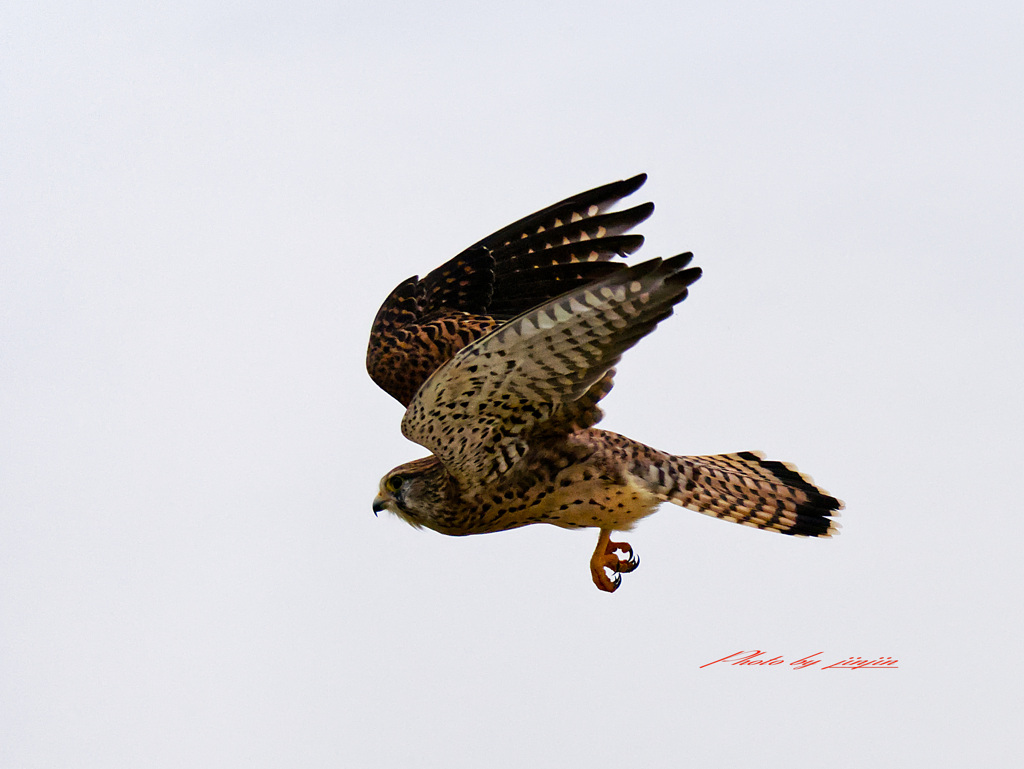カメラの追跡もばっちり