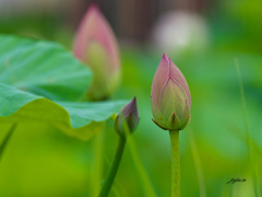 蕾が多かった