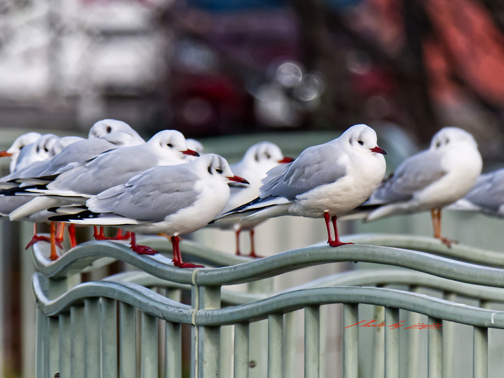 寝ているユリカモメ