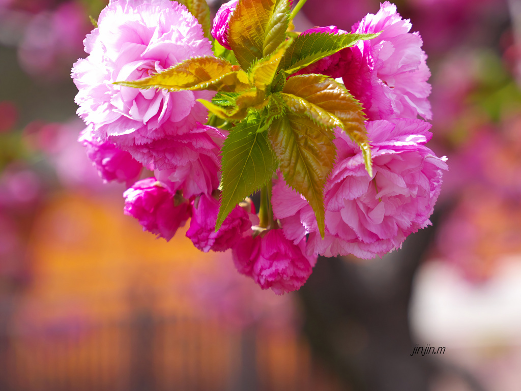 「桜の通り抜け」は別世界-4