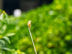ノビタキも