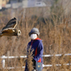散歩の人とコミミズク