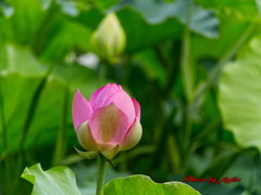 蓮の花-6