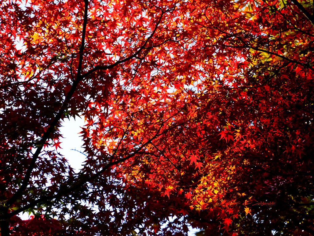 見上げてみれば