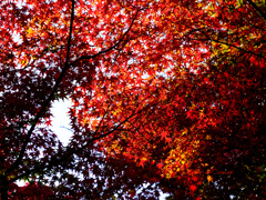 見上げてみれば