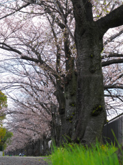 桜並木