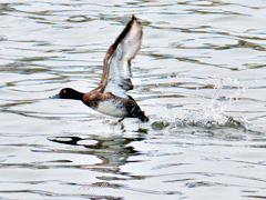 すぐに飛び出した水鳥