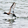 すぐに飛び出した水鳥