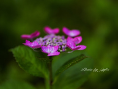 暗い背景に紫陽花が映える-4