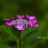暗い背景に紫陽花が映える-4