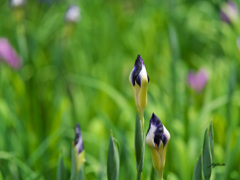 変わった名前の花菖蒲