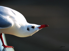ユリカモメ-2