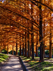 メタセコイアの小道-2