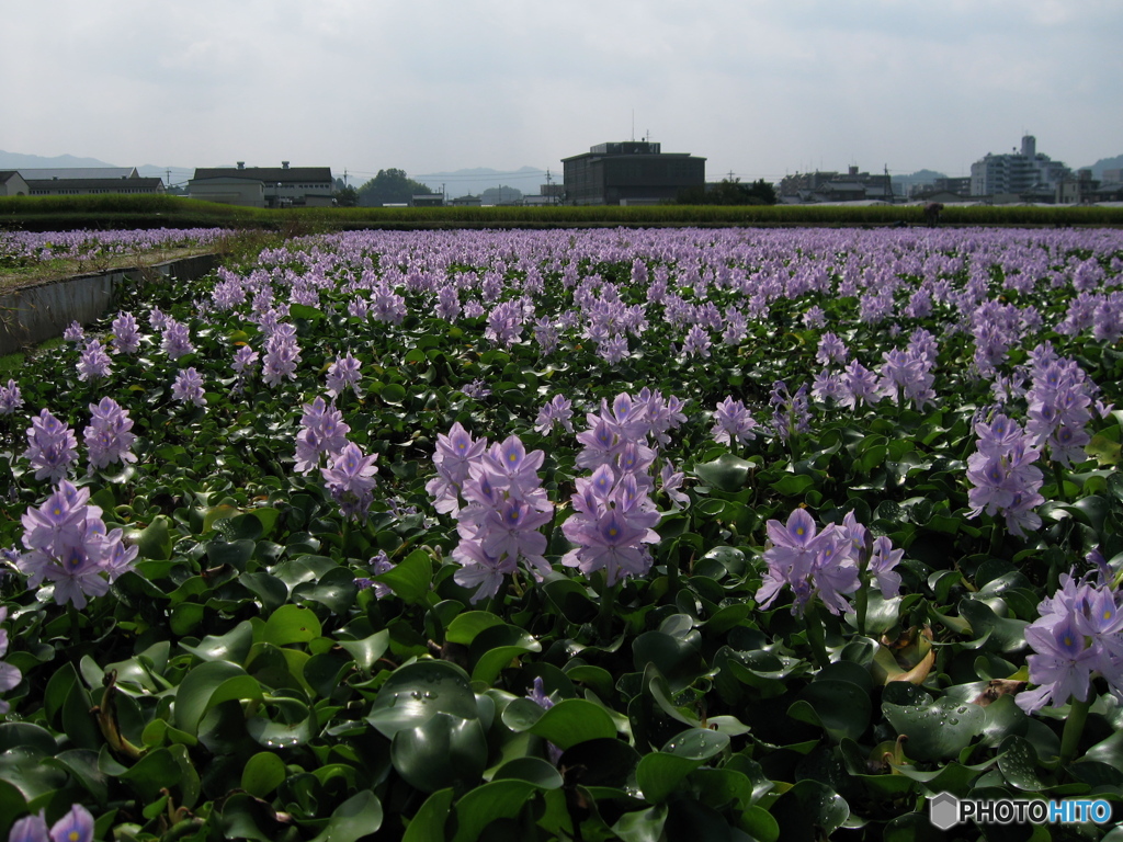 ホテイアオイ咲くころ-6