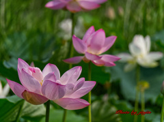 蓮の花
