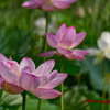 蓮の花