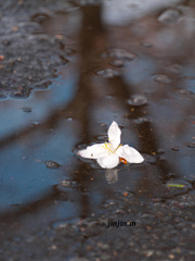 もう一輪 落花