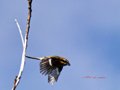 モズの飛び出し-2