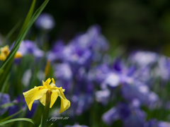 黄色の花菖蒲