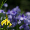 黄色の花菖蒲
