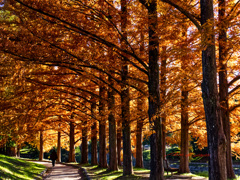 メタセコイアの小道