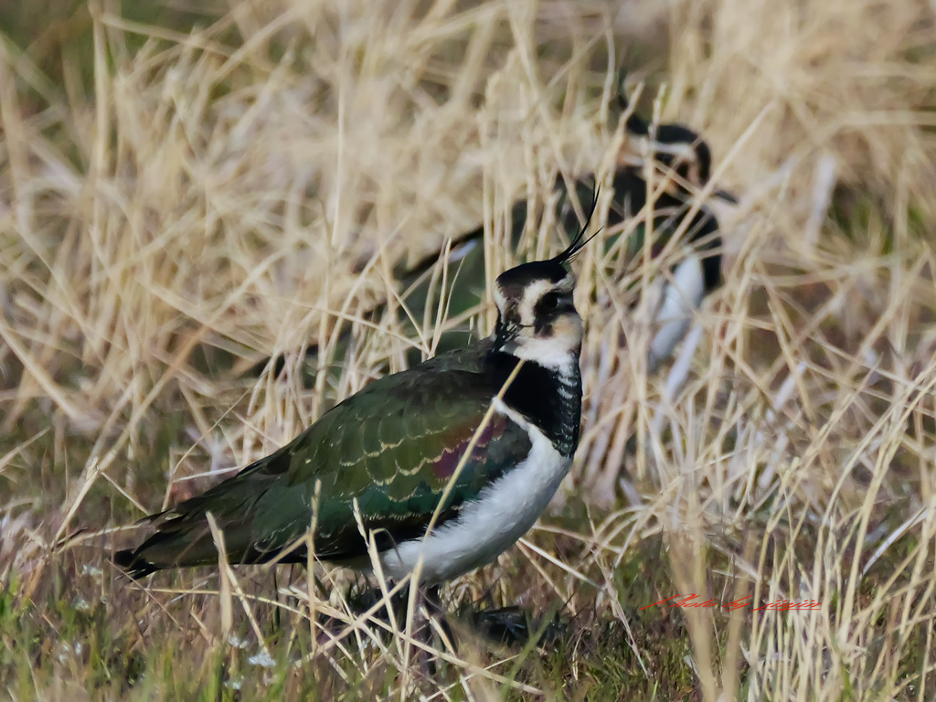まだ何羽か潜んでいる