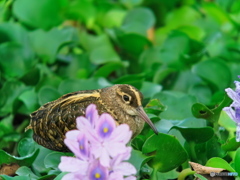 ホテイアオイとタマシギ