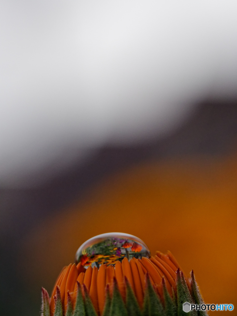 水滴の花が咲いた