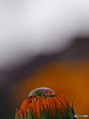 水滴の花が咲いた