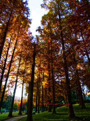 紅葉したメタセコイア