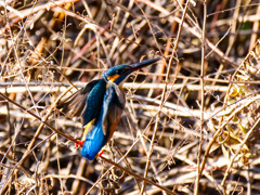 近くに飛んできた-2