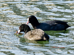 ネエ何なの？見せて