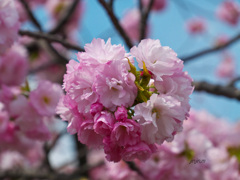 「桜の通り抜け」は別世界-1