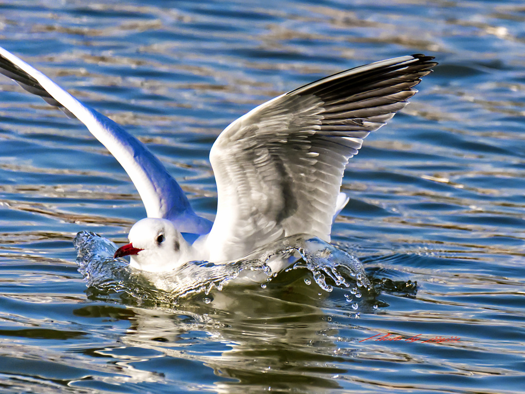 ユリカモメの着水-2