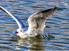 ユリカモメの着水-2
