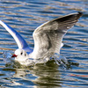 ユリカモメの着水-2