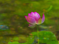 水面にもハスの花が