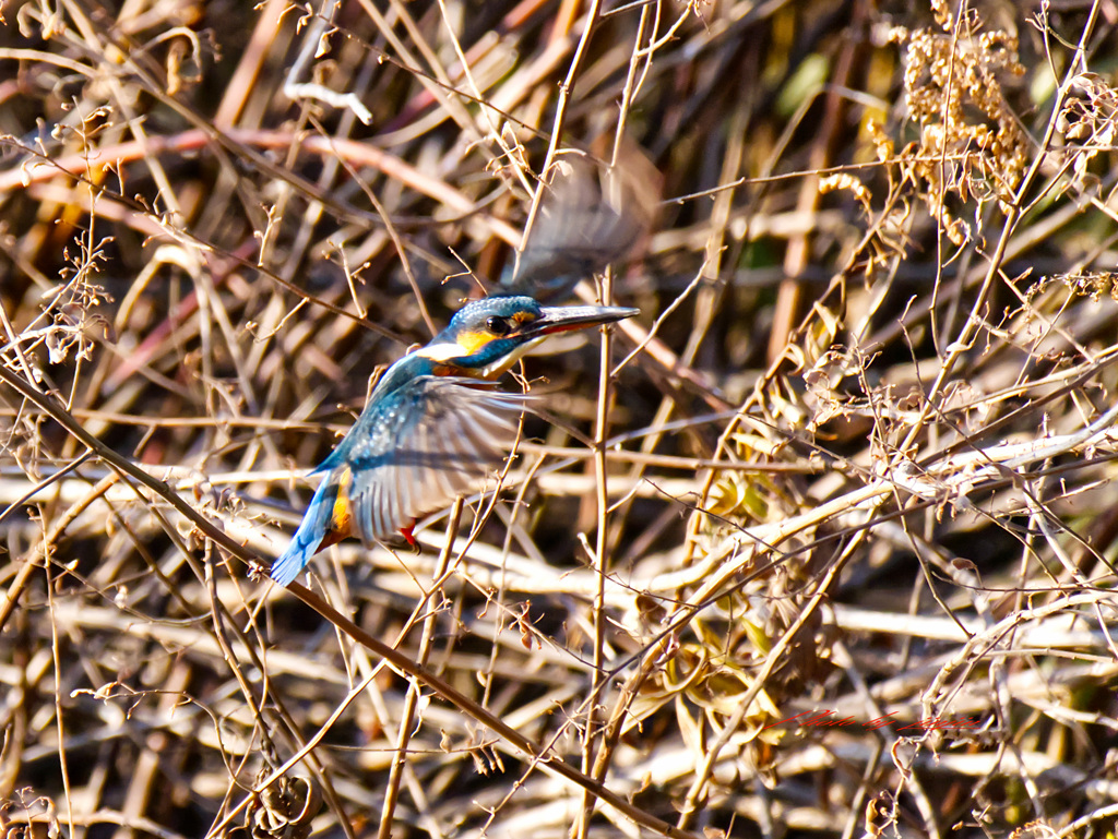 近くに飛んできた-3