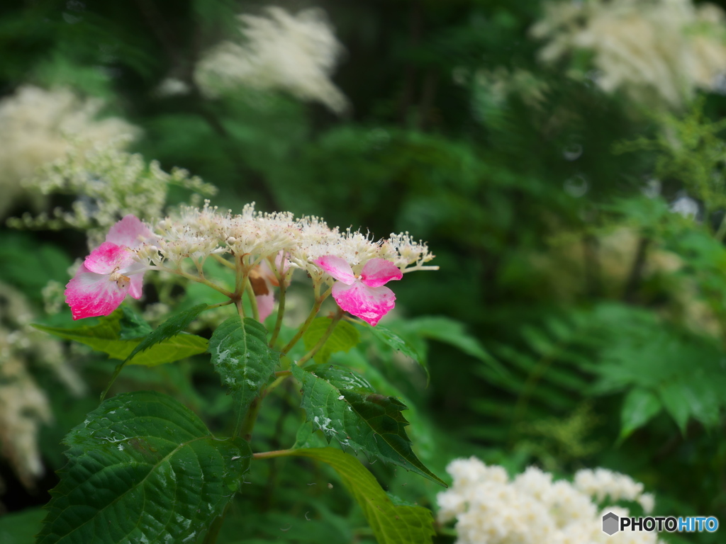 紫陽花