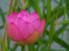 開いたハスの花